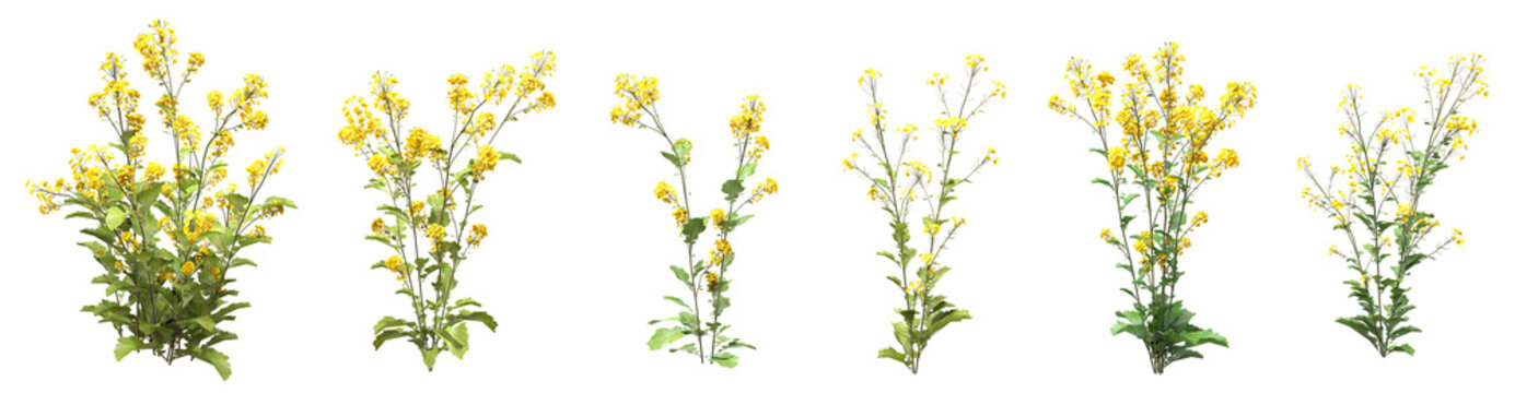 Set of Rapeseed flowers with isolated on transparent background. PNG file, 3D rendering illustration, Clip art and cut out