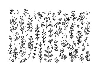Vector hand drawn flower doodle set in line style. Blooming roses, petals, berries and leaves. Flower branches, tulips, daffodil, bluebell, fantasy flowers isolated illustration. Stems, acacia
