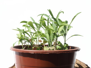 young lacfiole flower plants in a pot .Cheiranthus Cheiri