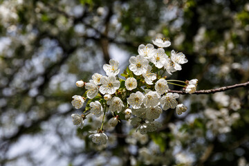 Petals of blooming tree on branch
