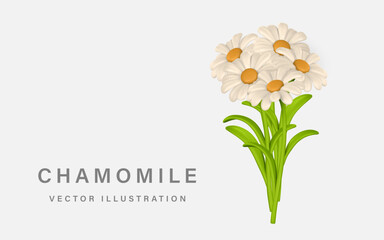 3D Cute colorful bunch of chamomiles. Daisy flower in cartoon style. Vector illustration