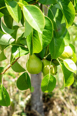 Shooting of ripen pears hanging on the tree in summer day