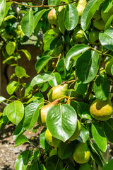 Shooting of ripen pears hanging on the tree in summer day