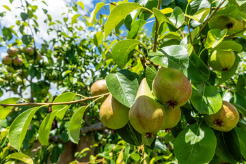 Shooting of ripen pears hanging on the tree in summer day