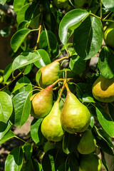 Shooting of ripen pears hanging on the tree in summer day