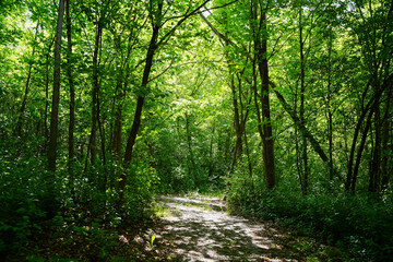 Fototapeta na wymiar woods trail path