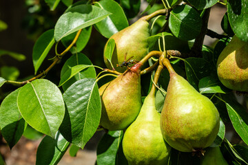 Shooting of ripen pears hanging on the tree in summer day