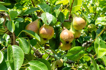 Shooting of ripen pears hanging on the tree in summer day