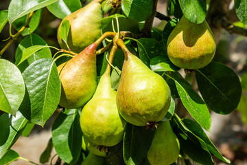 Shooting of ripen pears hanging on the tree in summer day