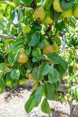 Shooting of ripen pears hanging on the tree in summer day
