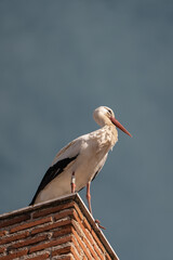 A stork posing on a roof, clear day