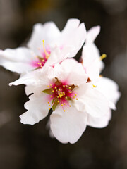A white flower blossom