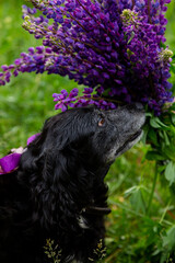 black cocker spaniel sitting on a field of lupines