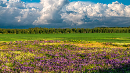 Naklejka na ściany i meble Summer landscape with lupins and beautiful sky with beautiful clouds.