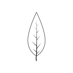 Outline tree leaf vector illustration isolated on transparent background
