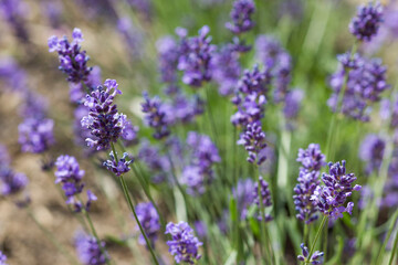 Obraz premium lavender flower in the garden