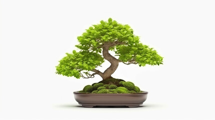 Bonsai tree against a white wall