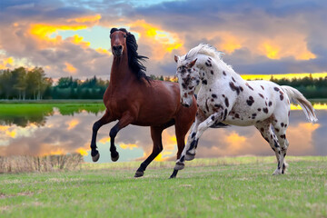 Fototapeta na wymiar horse on a meadow, two horses spotted and bay in a meadow by the lake play together, 