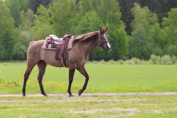 horse in the field, a cowboy horse in country style and in a cowboy saddle walks through the field alone