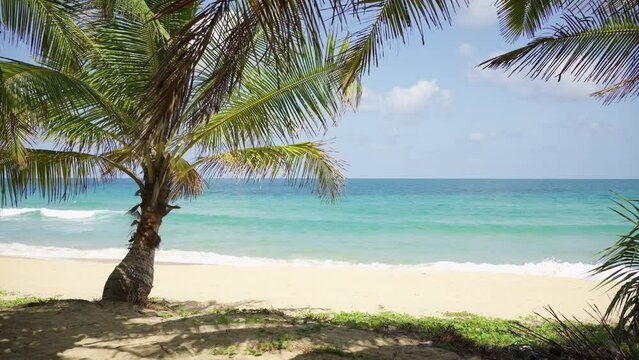 Beach tropical palm tree  beach. landscape coconut tree on island blue sky and cloud background. 