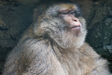 Macaque's boss monkey keep an overview of his rock, close-up