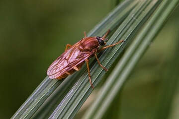 ..The insect the horsefly on a reed stem