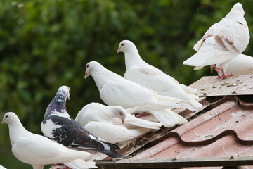 Especially white pigeons sitting on a roof