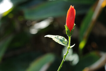 hibiscus flower in garden