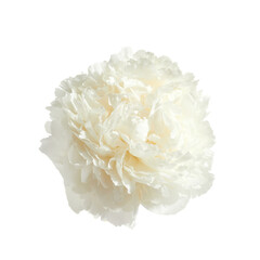 White peony flower isolated on white background