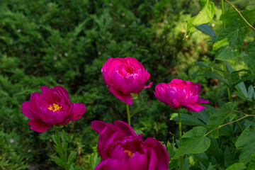 Obraz premium Pink peony flowers in the garden