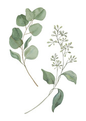 Eucalyptus branches and leaves. Hand-drawn watercolor illustration.