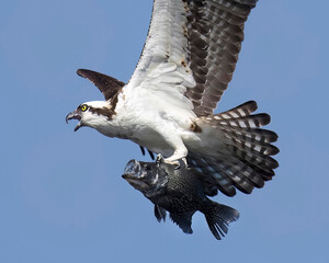 Osprey flying with black Tilapia in its talons 