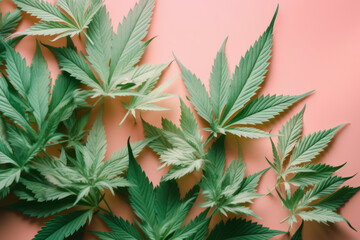 Cannabis marijuana leaves. Overhead flat lay studio shot