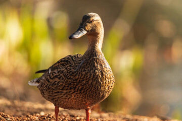 Nahaufnahme einer nassen Ente