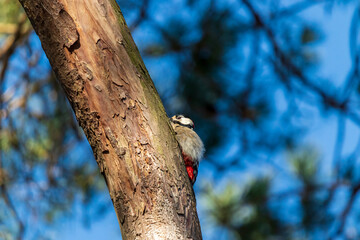 Ein Buntspecht im Frühling bei der Arbeit