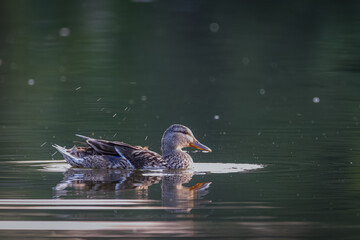 A female mallard swims in the calm water with reflection in the summer evening. A female wild duck (Anas platyrhynchos). Waterfowl brown-speckled plumage bird swims with green background and copyspace - obrazy, fototapety, plakaty
