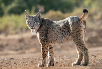 Obraz premium Iberian male pardinux Lynx in a forest background