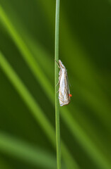 Hook-streak grass veneer, crambus lathoniellus insect, moth attack by red harvest mite resting on...