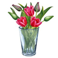 Watercolor hand drawn illustration of a glass vase and a bouquet of pink tulips.  Elements isolated on white background.