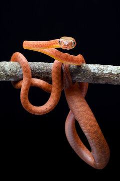 Baby red boiga snake in black background