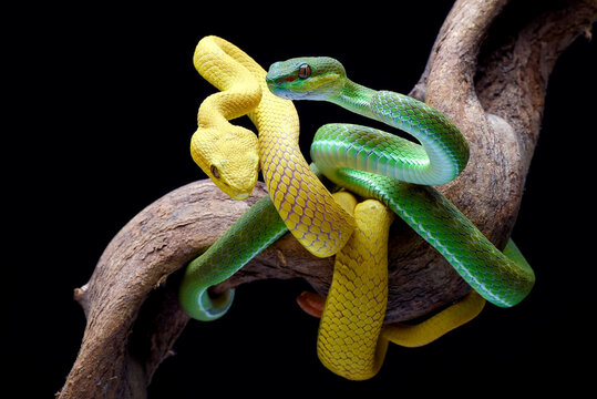 Vipers on a tree branch