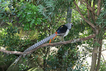 Lady Amherst's Pheasant in captivity