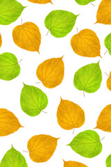 Fototapeta na wymiar Pattern of green and yellow linden leaves on a white background. Flat lay.