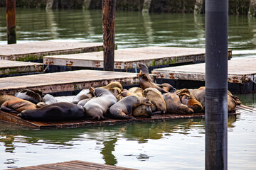Sea lions and seals resting on a dock at pier 39 of the Fisherman's Wharf in San Francisco Bay, a...