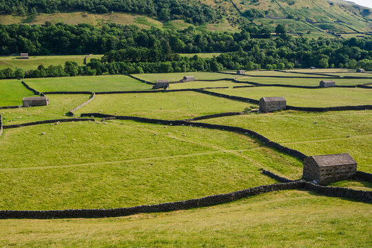 Stone wall and barns in the fields around Gunnerside, Swaledale, Yorkshire Dales, National Park.