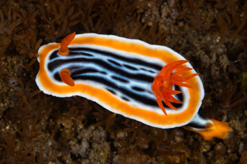 A vibrant nudibranch, Chromodoris magnifica, crawls slowly across a shallow coral reef in Komodo National Park, Indonesia. Nudibranchs are colorful as a warning to predators that they are toxic.