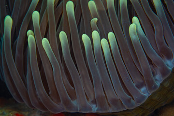 Detail of the long tentacles of a magnificent anemone, Heteractis magnifica, growing on a coral reef in Indonesia. This anemone is often host to anemonefish.