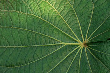 Folha verde no detalhe - close up