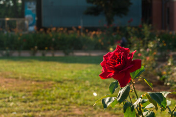 Rosa no jardim - rosa - flor