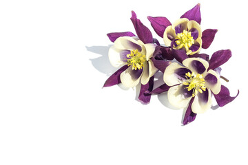 On a white isolated background, fresh inflorescences of aquilegia or columbine.For design.